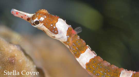 Corythoichthys Amplexus.