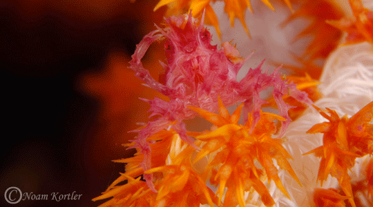 Master of disguise a soft coral crab