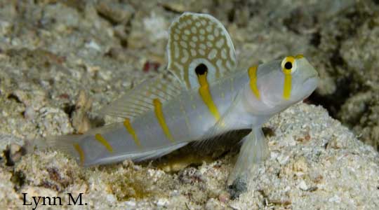 Randalls Goby