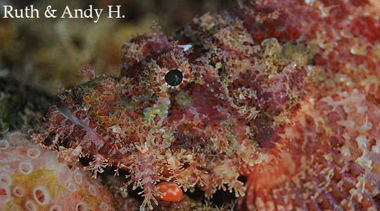 Scorpion Fish