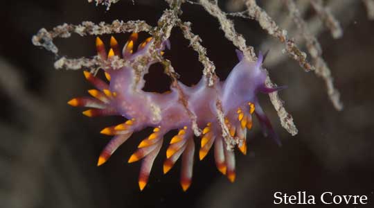 Flabelina Expotata