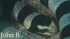 Banded Sea Snake