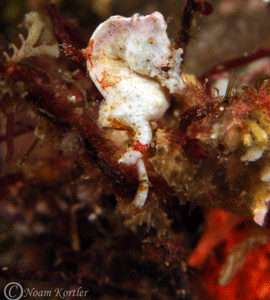 Colemans pygmy seahorse in Namena