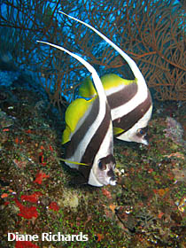 Longfin bannerfish