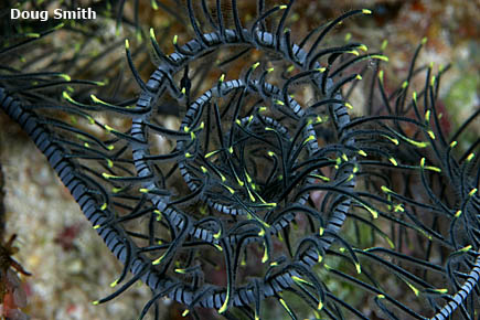 Crinoid