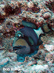 Titan Triggerfish