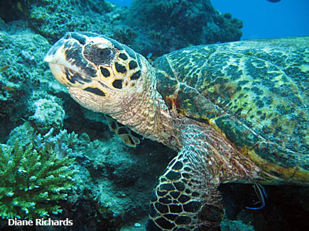 Hawksbill Turtle