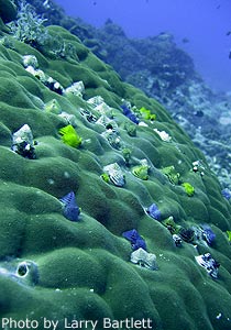 Christmas tree worms.