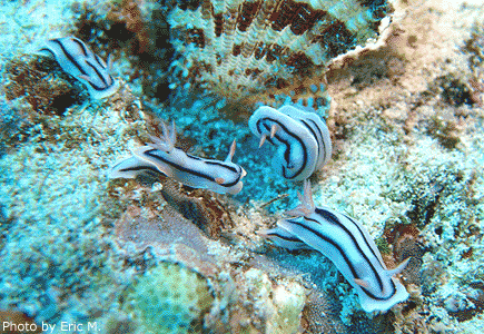 NAI'A Liveaboard Scuba Diving