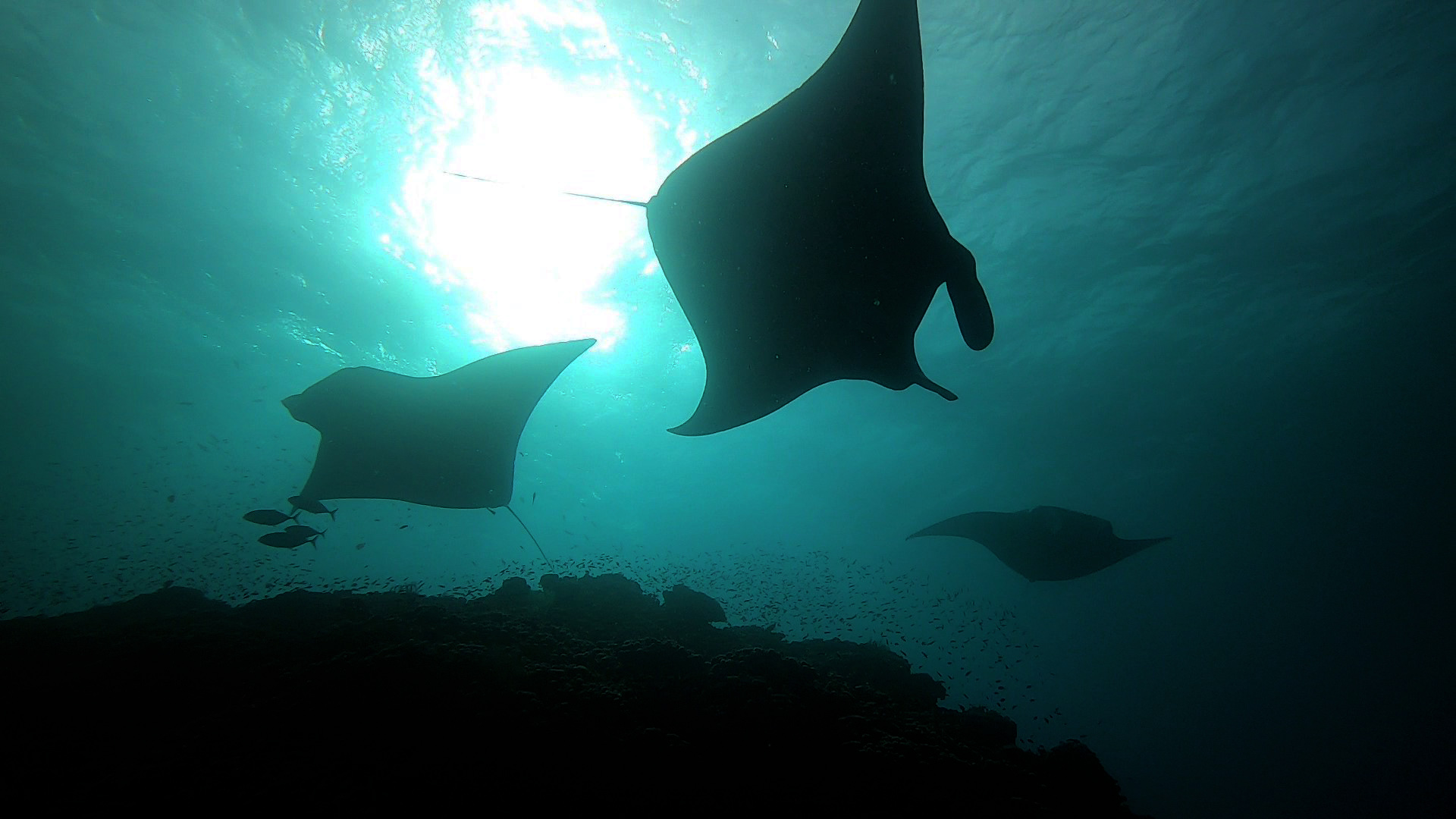 Manta Rays Fiji