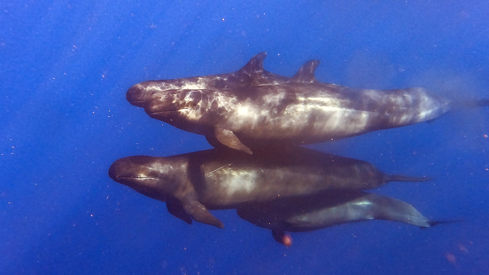 false killer whales fiji nai'a