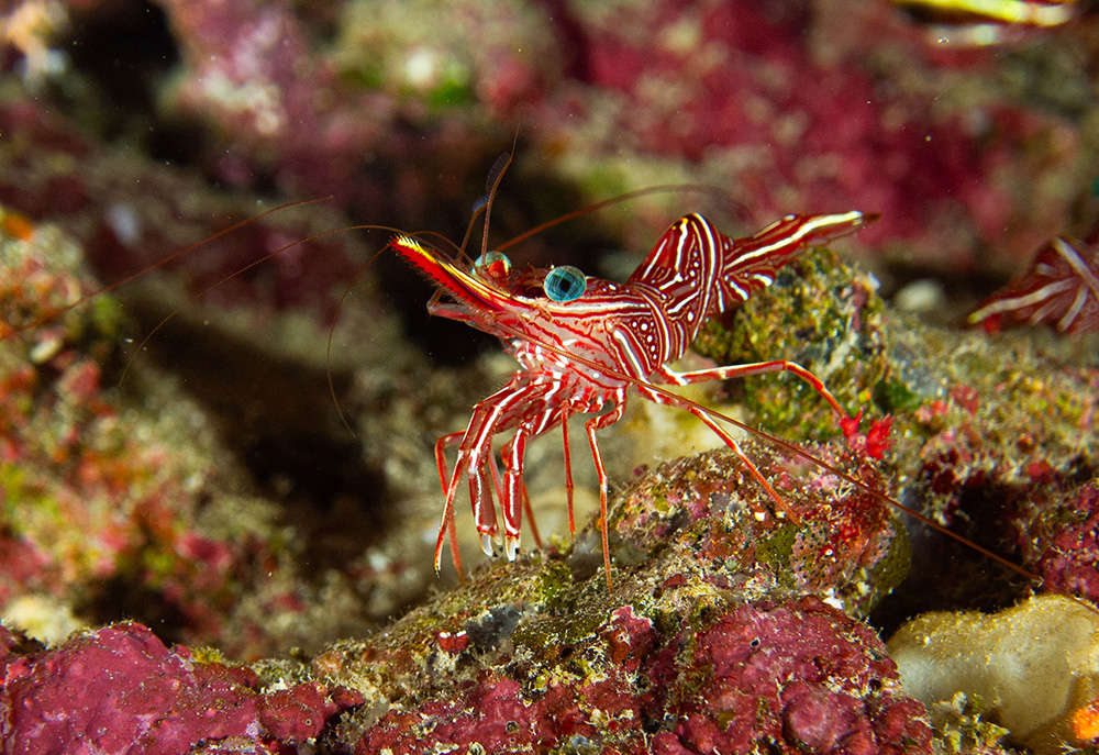 durban hingebeak shrimp