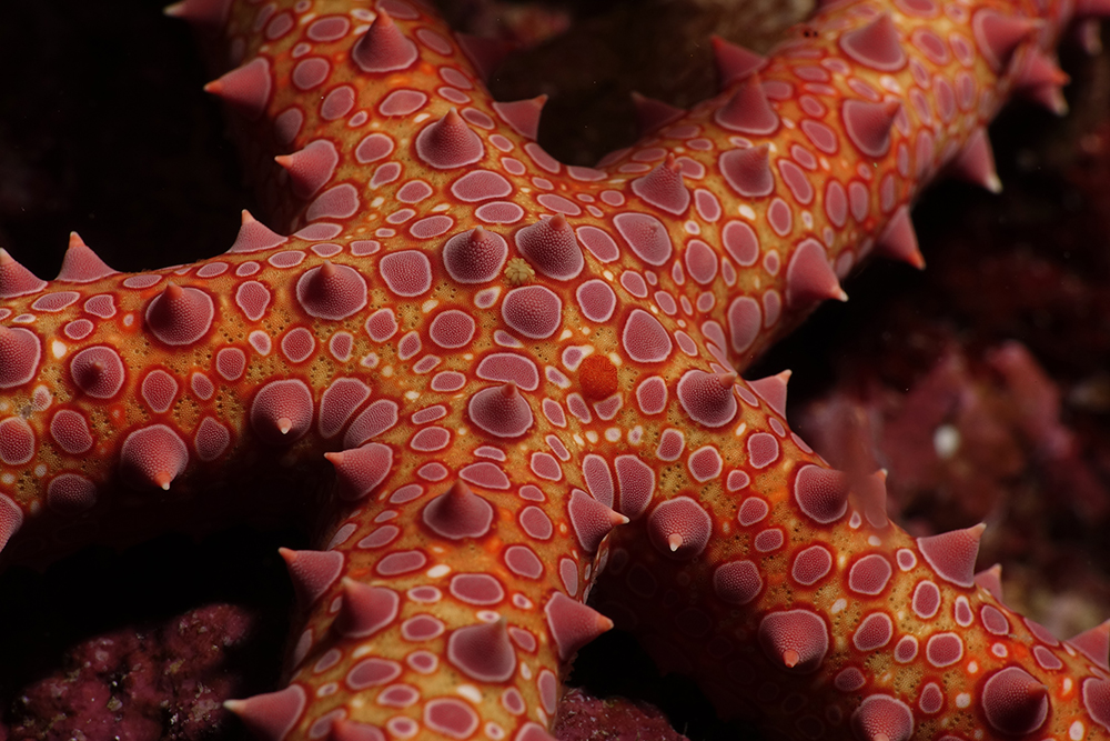 Sea Star Fiji