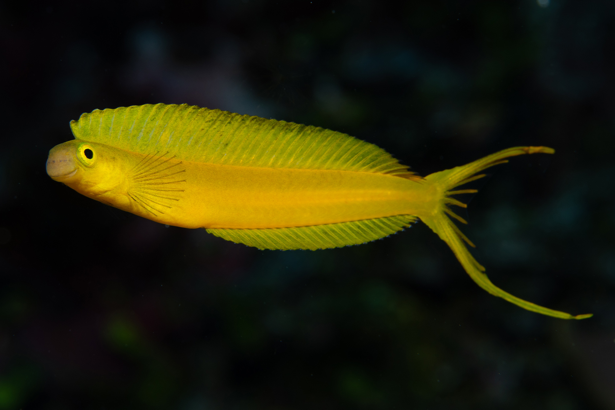 Fiji Fangblenny