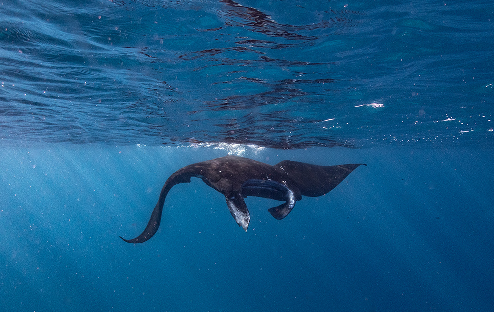 Manta Ray Fiji