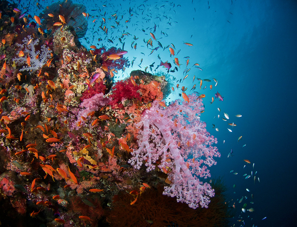 fiji reef nai'a