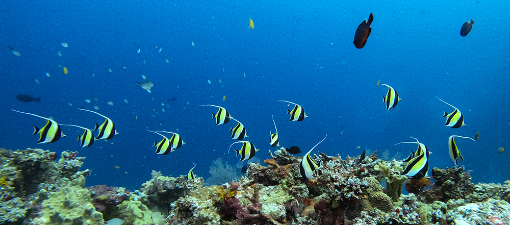 Morish Idols Fiji