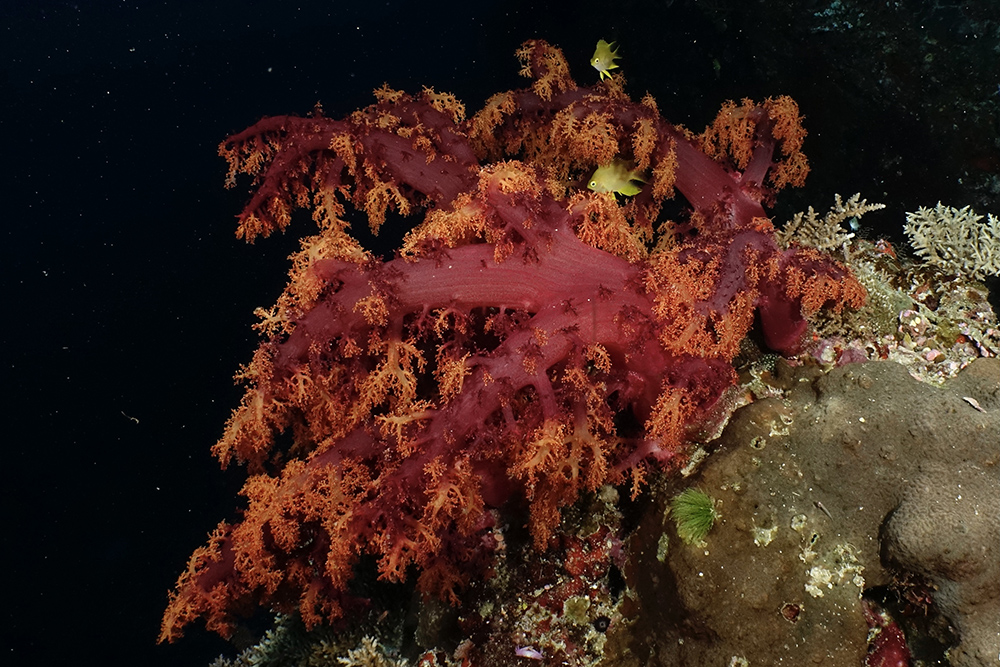 Soft Corals Fiji