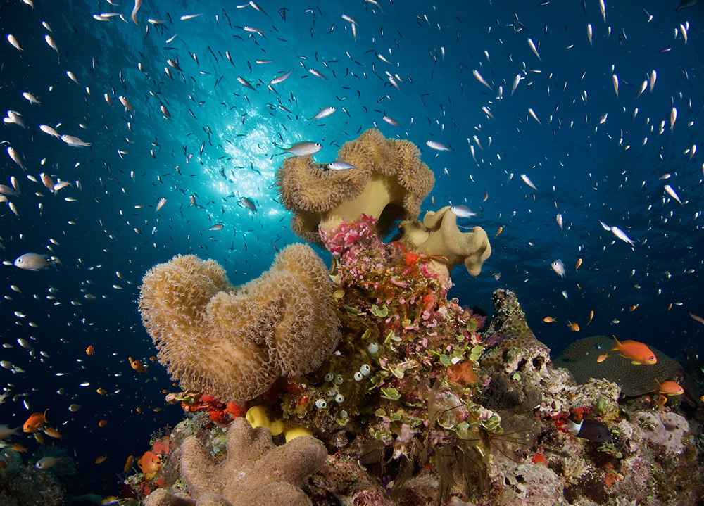 fiji reef nai'a