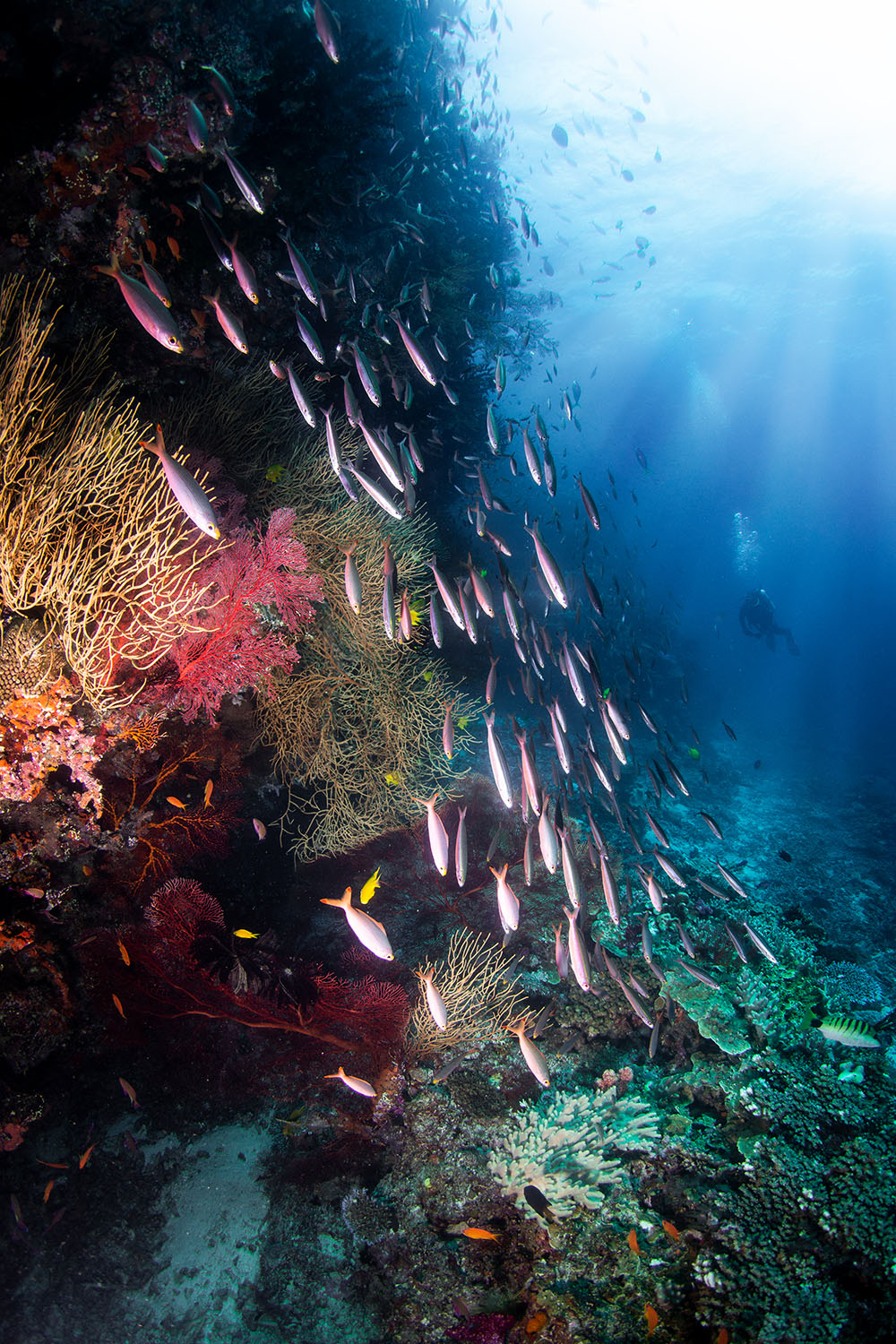 Fiji reef NAI'A