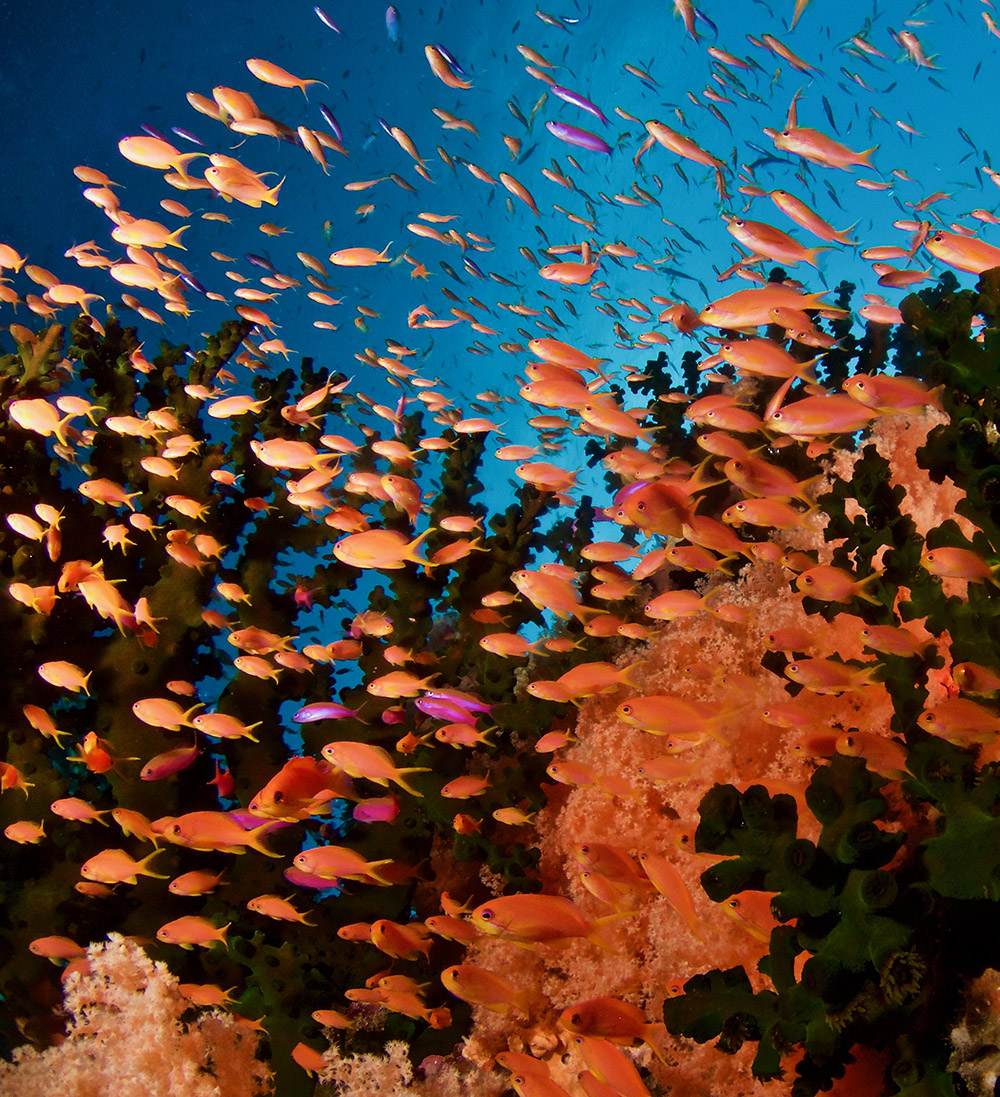 anthias fiji nai'a