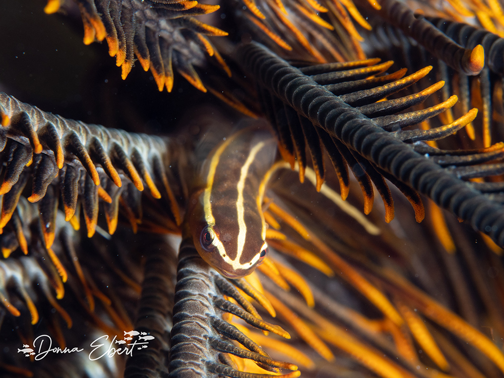 Crinoid Clingfish