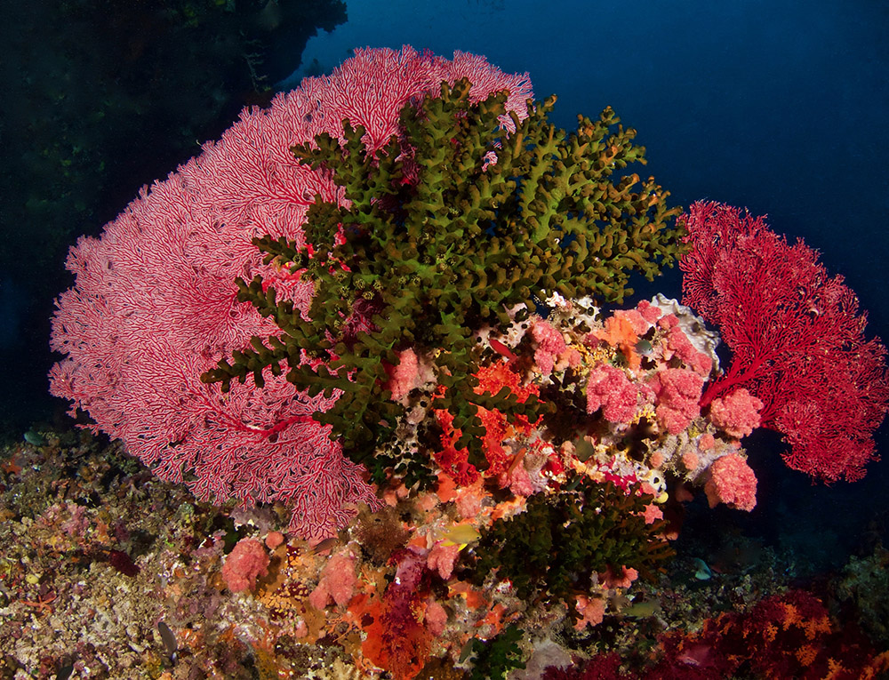 sea fan reef fiji nai'a