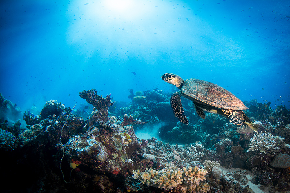 hawksbill turtle wakaya fiji nai'a