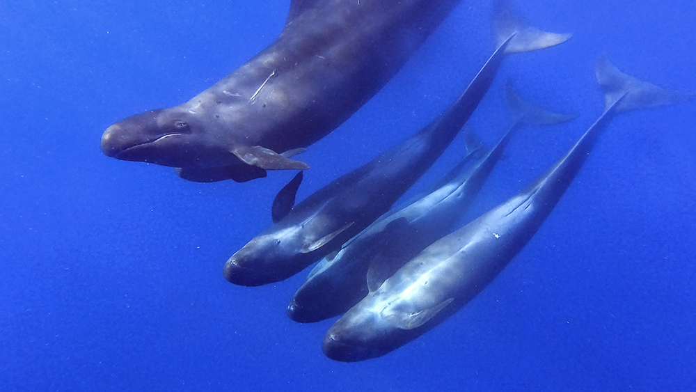 false killer whales fiji nai'a