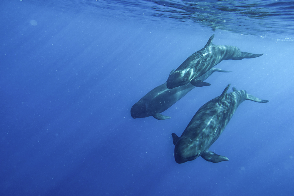 false killer whales fiji nai'a