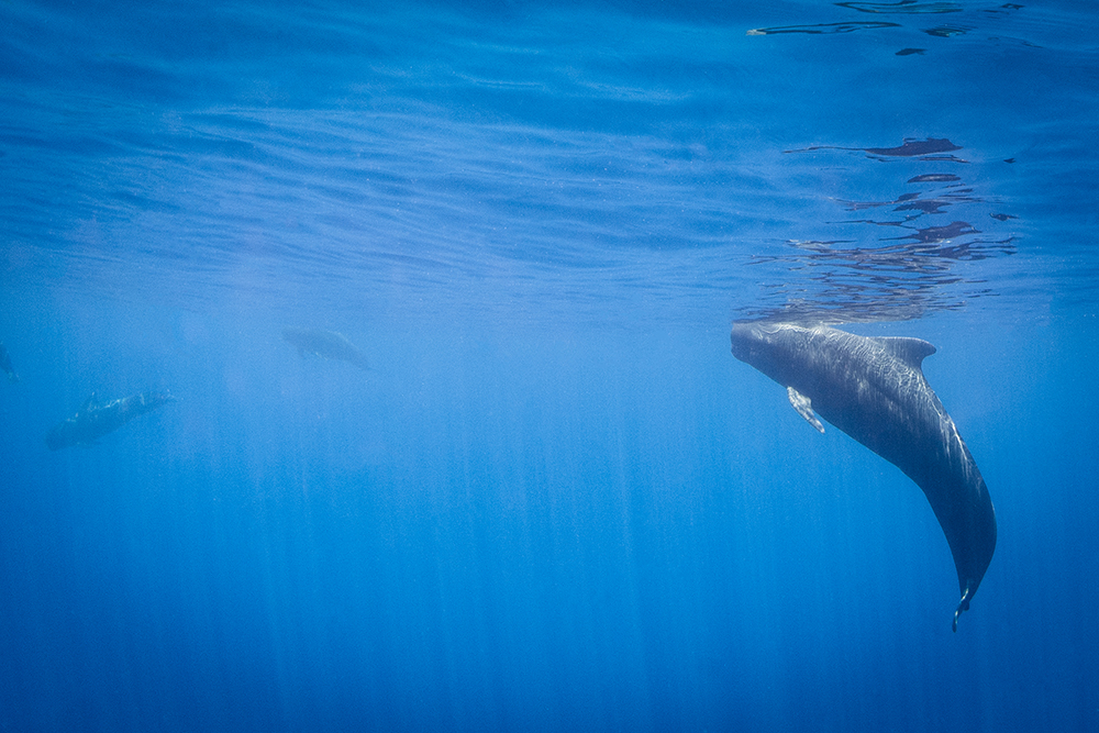 pilot whales fiji nai'a