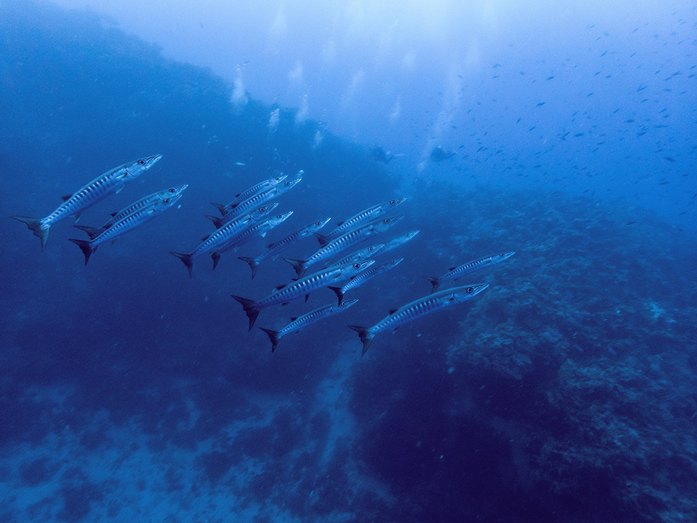 Barracudas