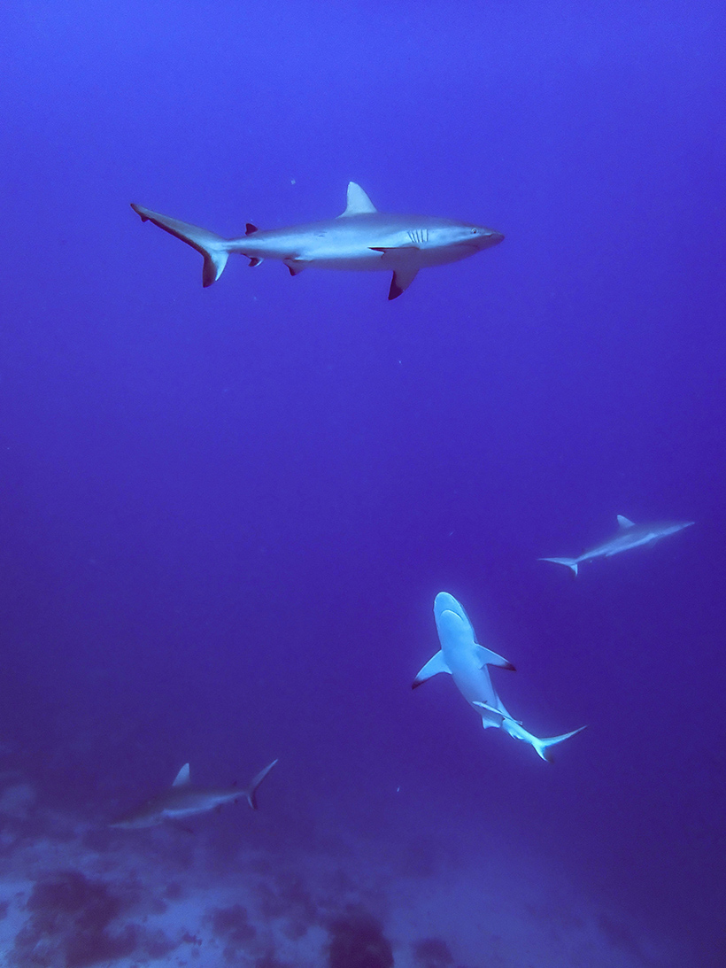 Sharks Fiji Nigali