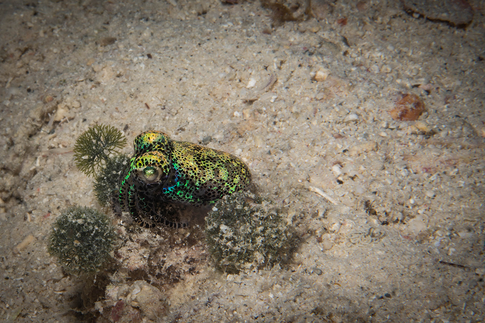 bobtail squid namena fiji nai'a