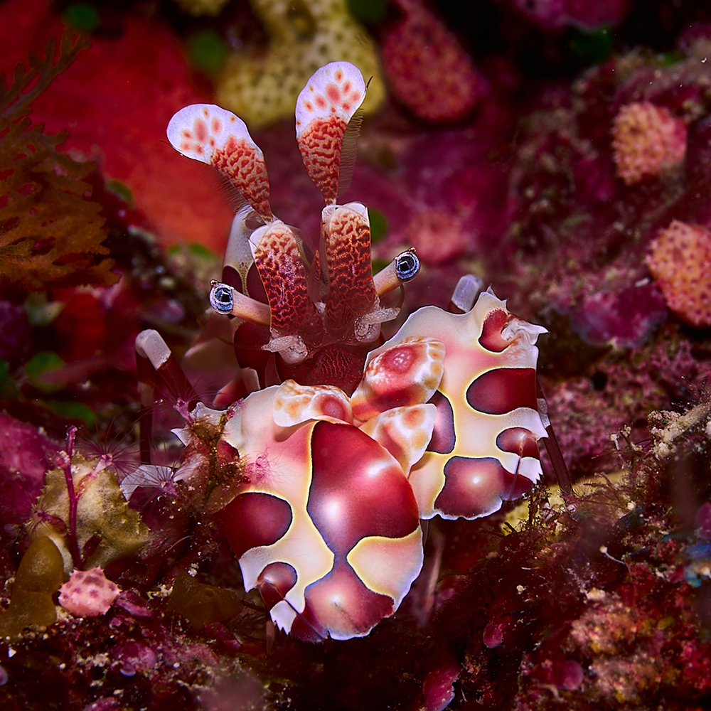 Harlequin Shrimp in Fiji