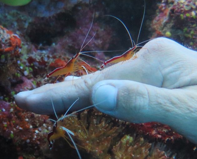 Getting a manicure