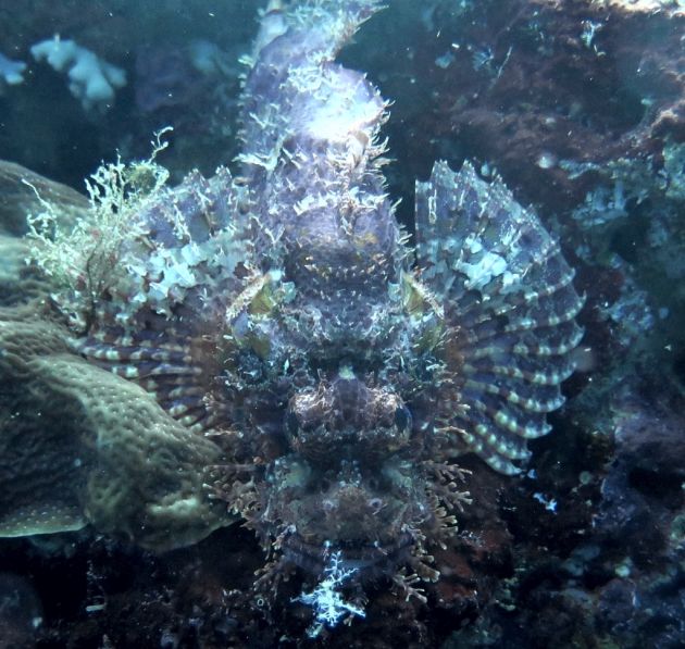 Scorpion Fish