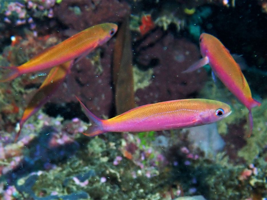 anthias