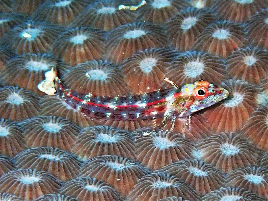 blenny
