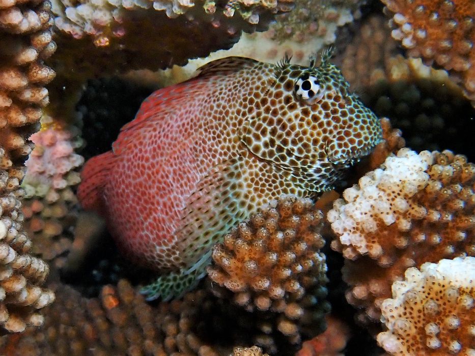 blenny