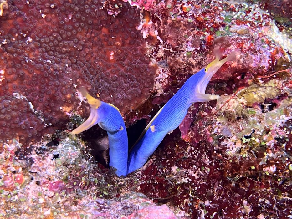 eels