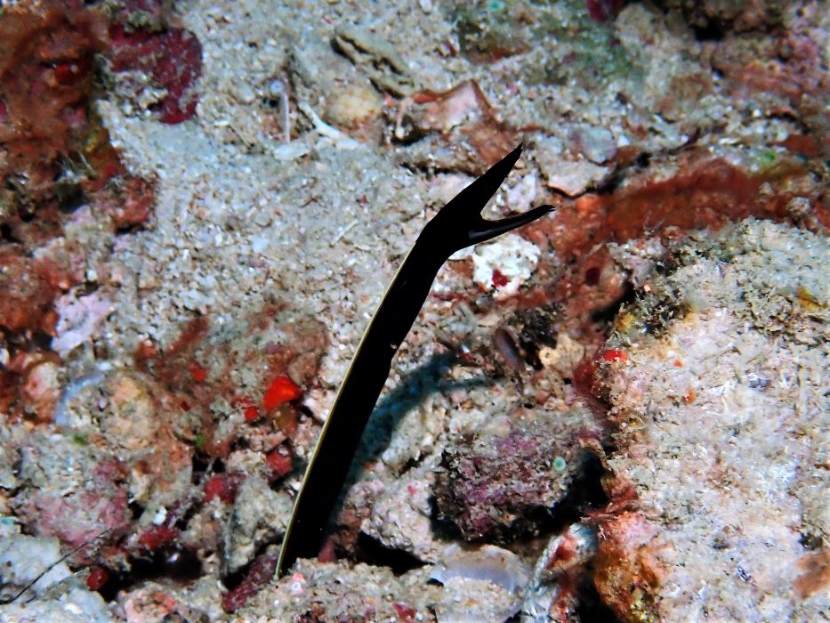 eel