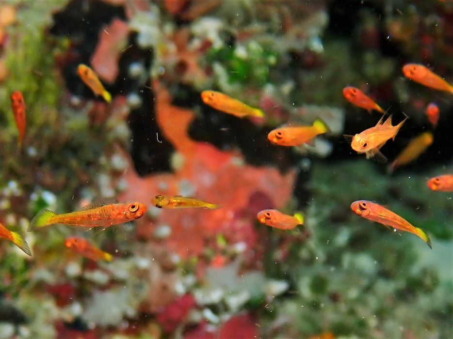 goby