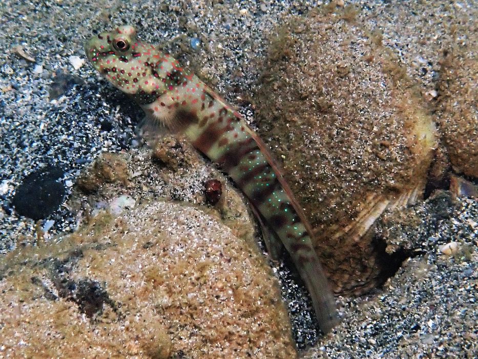 shrimp