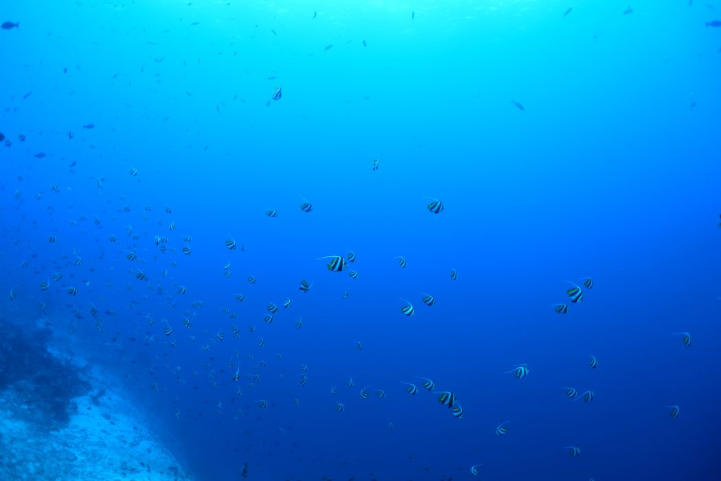 bannerfish