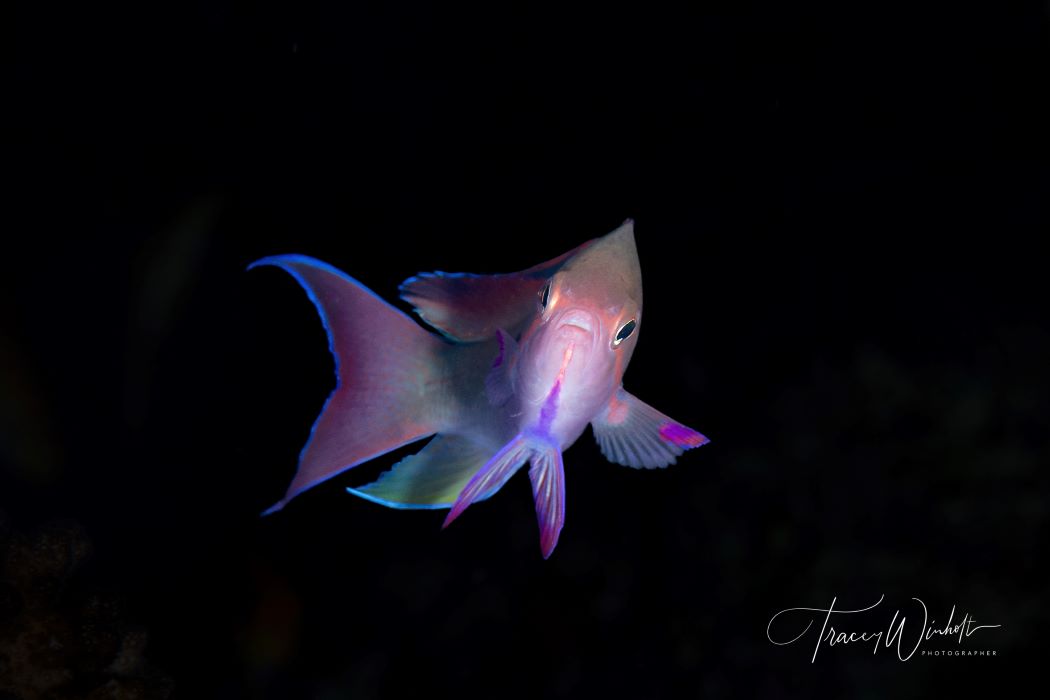anthias