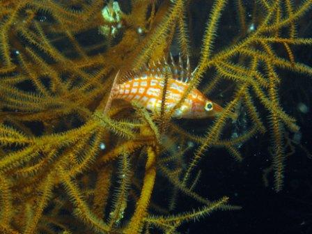 An anxious Long-nose Hawkfish. By Volker