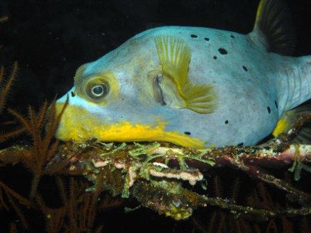 Blackspotted Pufferfish Trying to Catch 40 winks on black coral tree. By Volker