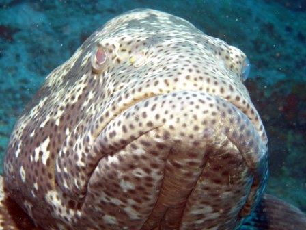 Malabar grouper coming in at Nigali Passage to say Bula! By Volker