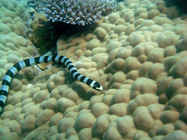 Banded Sea Snake seraching for food. By Volker